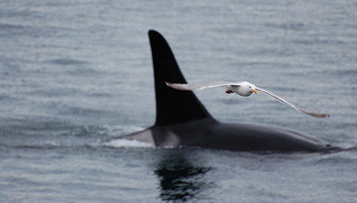 orca whale and gull